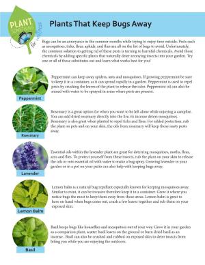 Plants That Keep Bugs Away