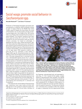 Social Wasps Promote Social Behavior in Saccharomyces Spp