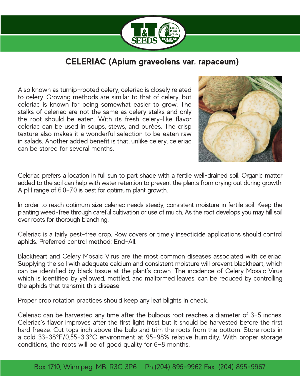 CELERIAC (Apium Graveolens Var. Rapaceum)