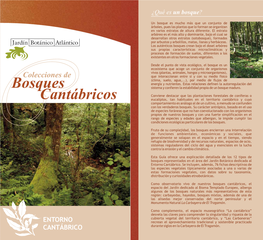 Bosques Cantábricos