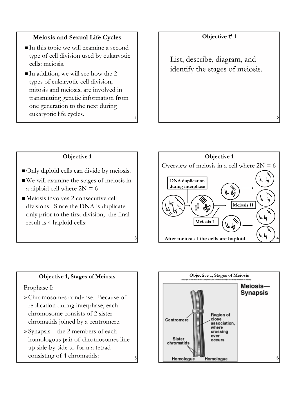 List, Describe, Diagram, and Identify the Stages of Meiosis