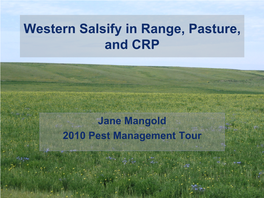 Western Salsify in Range, Pasture, and CRP