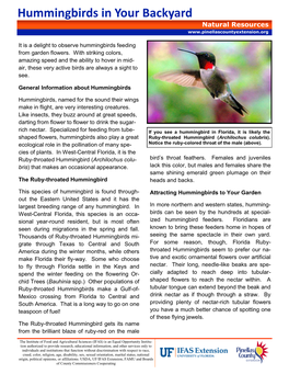 Hummingbirds in Your Backyard