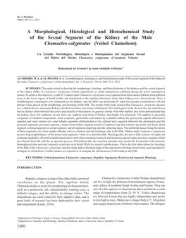 A Morphological, Histological and Histochemical Study of the Sexual Segment of the Kidney of the Male Chamaeleo Calyptratus (Veiled Chameleon)