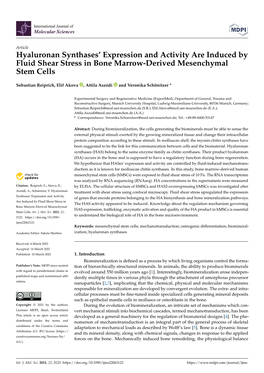 Hyaluronan Synthases' Expression and Activity Are Induced by Fluid Shear Stress in Bone Marrow-Derived Mesenchymal Stem Cells