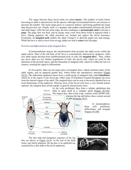 Wing Disks.Pdf