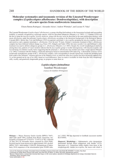 Description: Inambari Woodcreeper (Lepidocolaptes