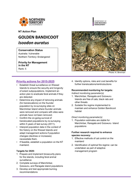 GOLDEN BANDICOOT Isoodon Auratus