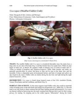 Uca Rapax (Mudflat Fiddler Crab)