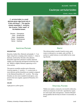 Algae Sheets-Invasive Elsewhere