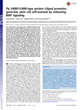 Fly LMBR1/LIMR-Type Protein Lilipod Promotes Germ-Line Stem Cell Self-Renewal by Enhancing BMP Signaling