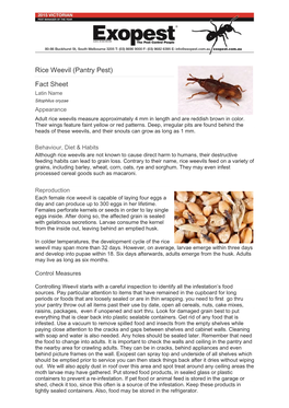 Rice Weevil (Pantry Pest)