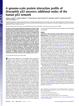 A Genome-Scale Protein Interaction Profile of Drosophila P53