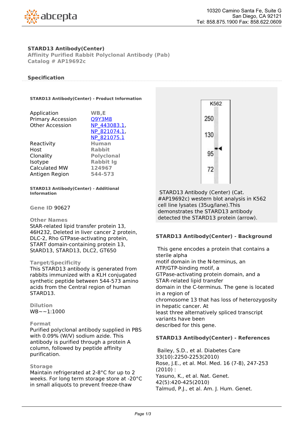 STARD13 Antibody(Center) Affinity Purified Rabbit Polyclonal Antibody (Pab) Catalog # Ap19692c