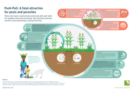 Push-Pull: a Fatal Attraction for Pests and Parasites