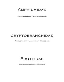 Amphiumidae Cryptobranchidae Proteidae