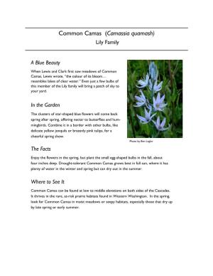Common Camas (Camassia Quamash) Lily Family