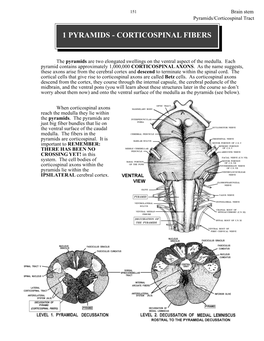 Corticospinal Fibers