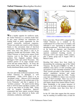 Tufted Titmouse (Baeolophus Bicolor) Gail A