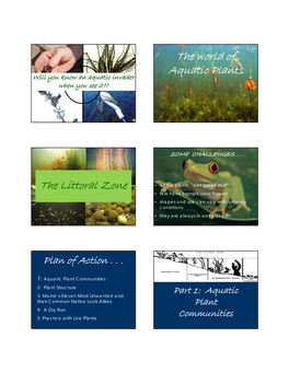 The World of Aquatic Plants the Littoral Zone