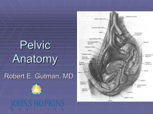 Pelvic Anatomyanatomy