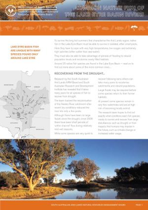 Common Native Fish of the Lake Eyre Rivers Fact Sheet