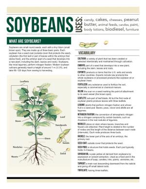 What Are Soybeans?
