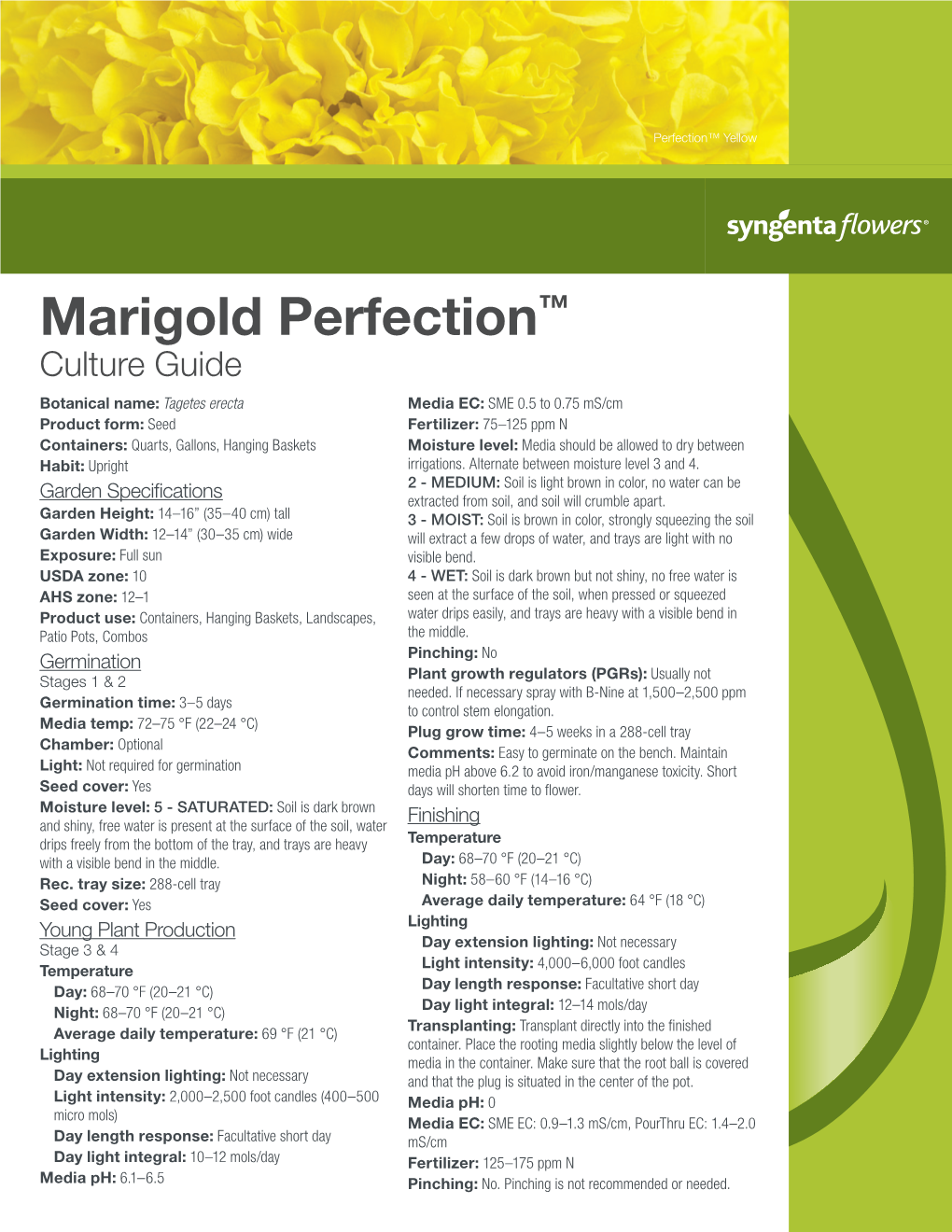 Marigold Perfection™