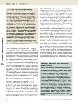 Micropeptide Regulates Muscle Performance