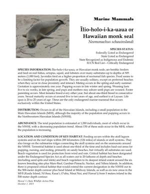 Īlio-Holo-I-Ka-Uaua Or Hawaiian Monk Seal Neomonachus Schauinslandi
