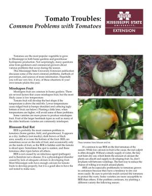 Tomato Troubles: Common Problems with Tomatoes