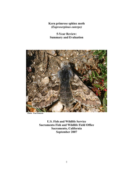 Kern Primrose Sphinx Moth (Euproserpinus Euterpe)