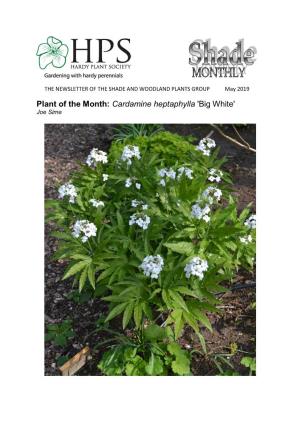 Plant of the Month: Cardamine Heptaphylla 'Big White' Joe Sime