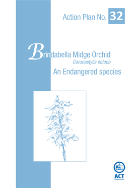 Brindabella Midge Orchid (Corunastylis Ectopa)