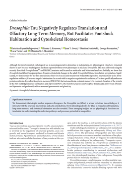 Drosophila Tau Negatively Regulates Translation and Olfactory Long-Term Memory, but Facilitates Footshock Habituation and Cytoskeletal Homeostasis