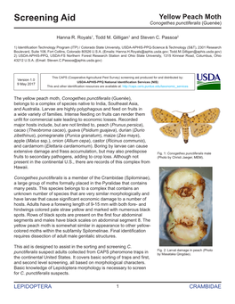 Yellow Peach Moth Screening Aid Conogethes Punctiferalis (Guenée)
