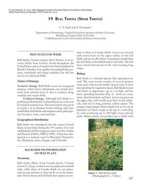 19 BULL THISTLE (SPEAR THISTLE) PEST STATUS of WEED Nature Of