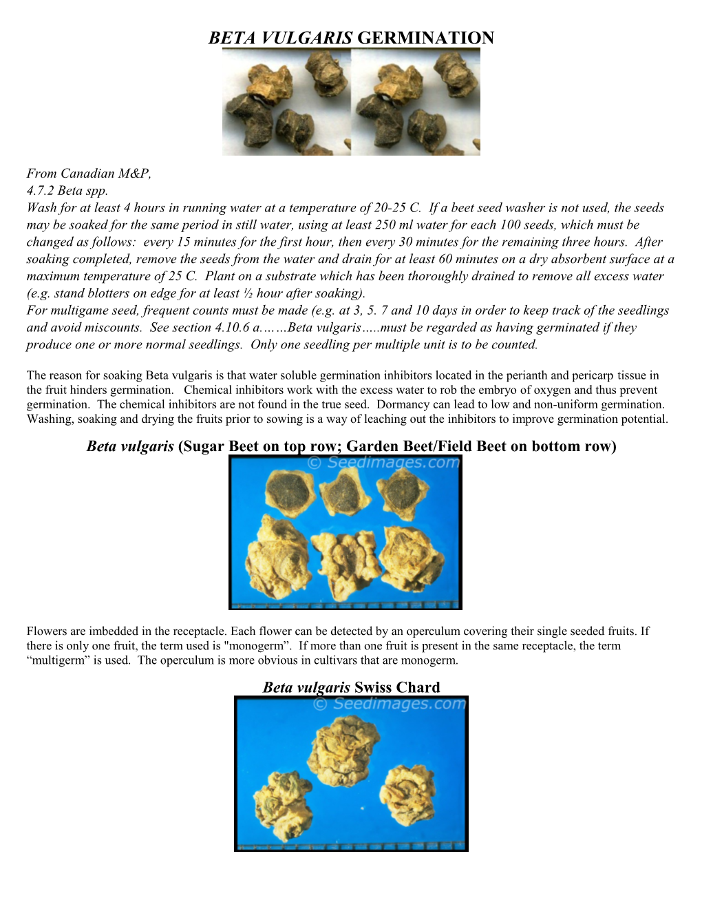 Beta Vulgaris Germination