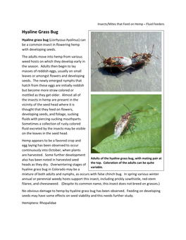 Hyaline Grass Bug