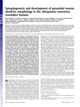 Synaptogenesis and Development of Pyramidal Neuron Dendritic Morphology in the Chimpanzee Neocortex Resembles Humans