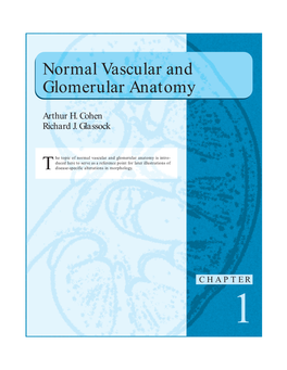Normal Vascular and Glomerular Anatomy