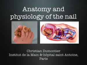 Anatomy and Physiology of the Nail