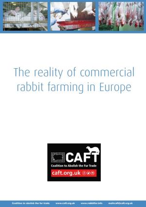 The Reality of Commercial Rabbit Farming in Europe