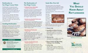 What You Should Know About Rattlesnakes