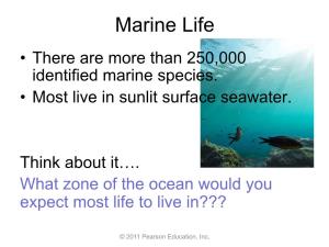 Marine Life • There Are More Than 250,000 Identified Marine Species