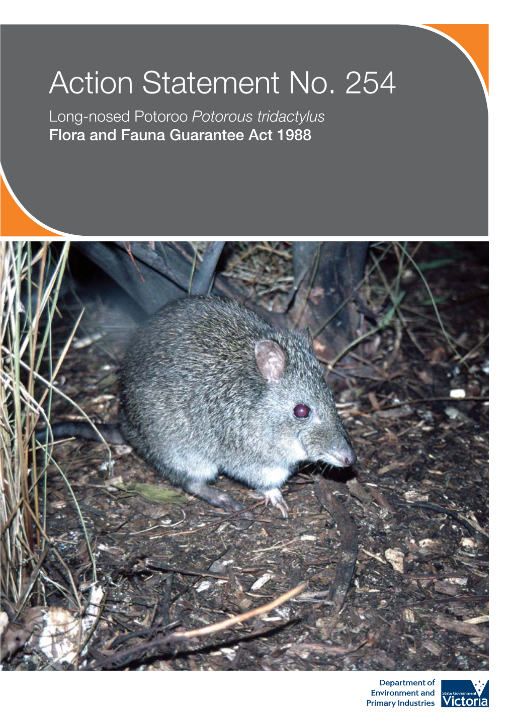 Long-Nosed Potoroo (Potorous Tridactylus)