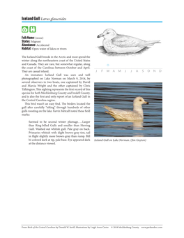 Iceland Gull Larus Glaucoides