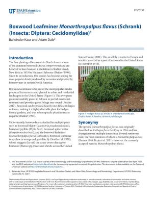 Boxwood Leafminer Monarthropalpus Flavus (Schrank) (Insecta: Diptera: Cecidomyiidae)1 Balwinder Kaur and Adam Dale2
