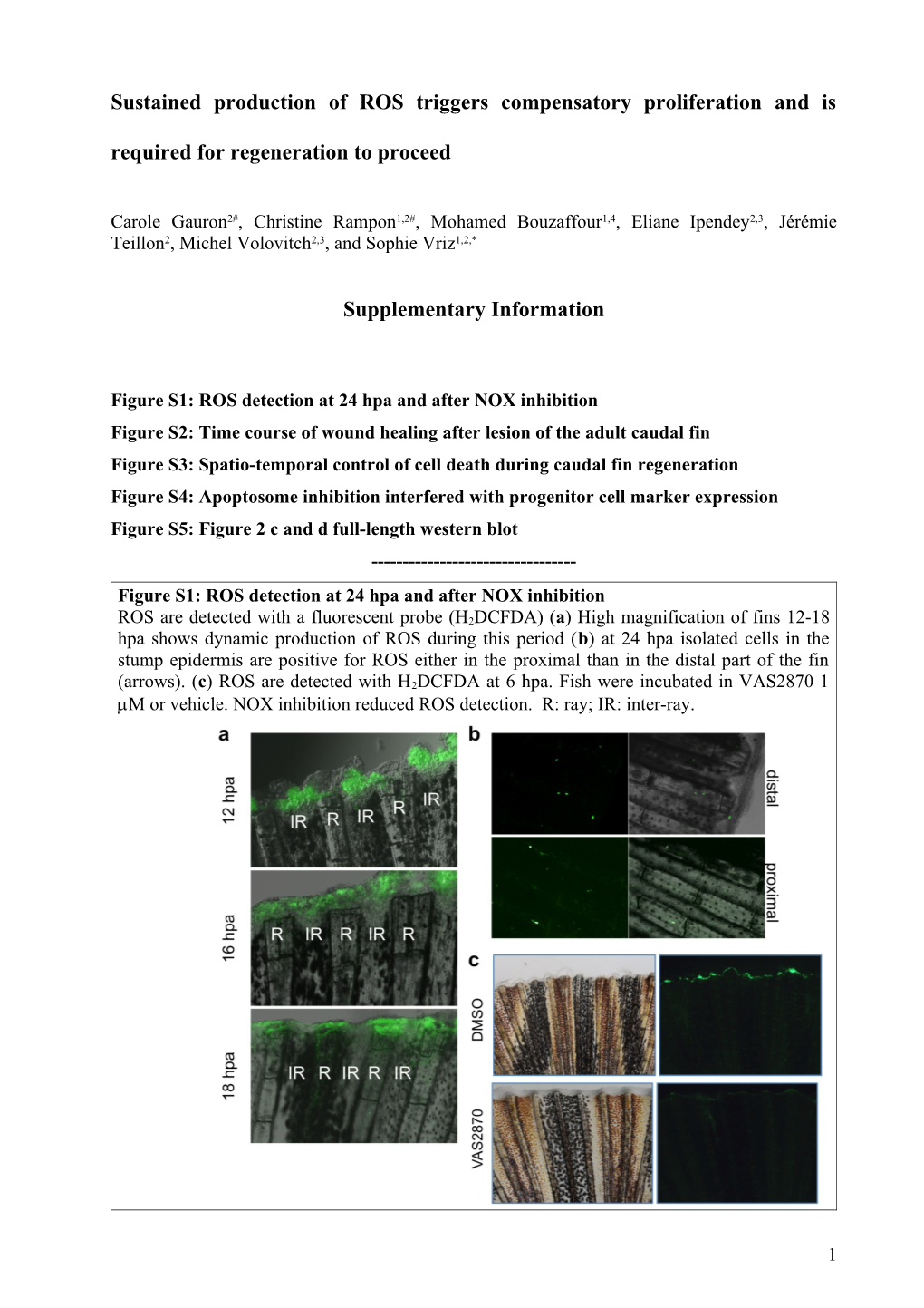 Apoptosis in Stump Epidermis Is Needed