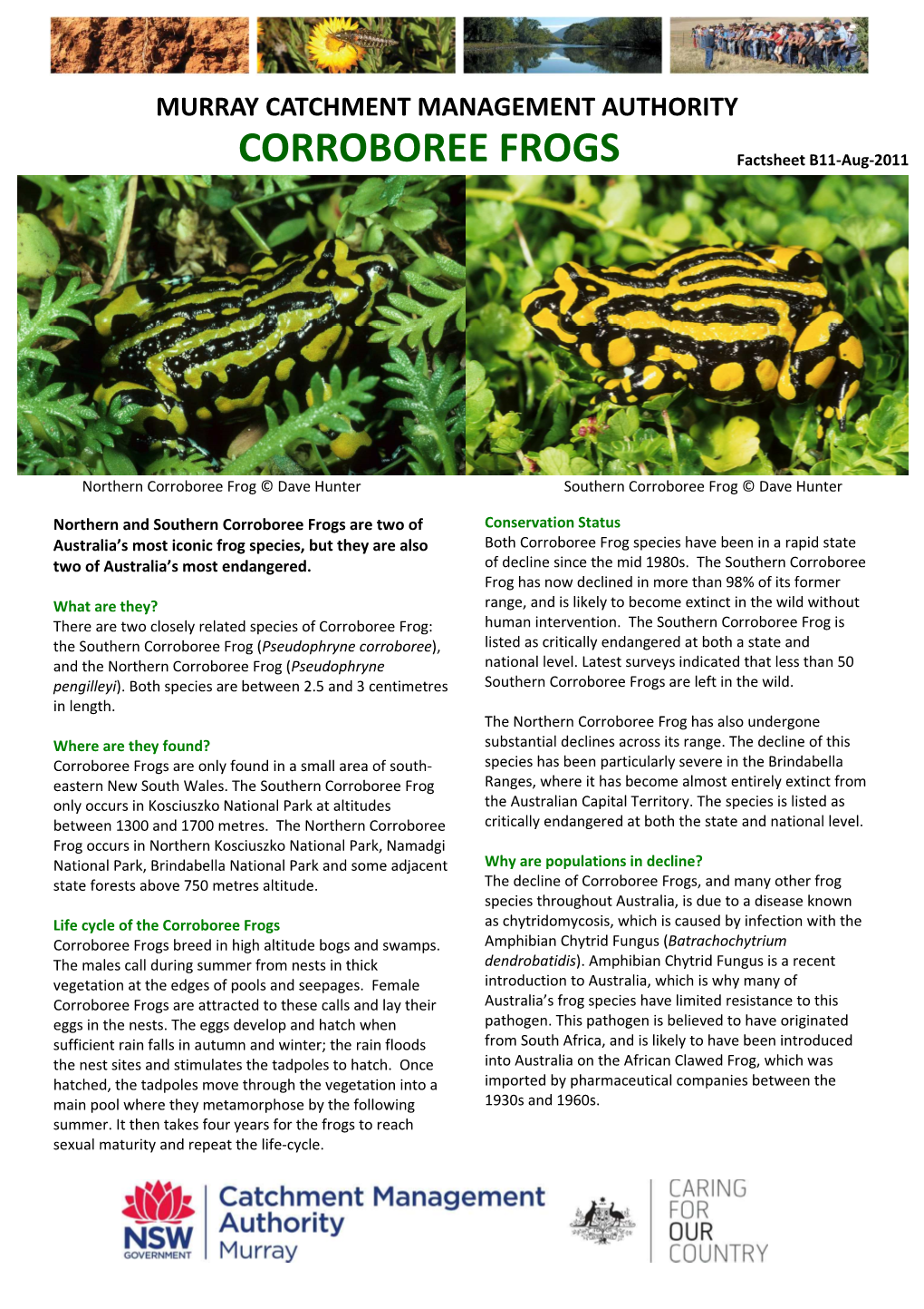 B11 Corroboree Frog Aug 11.Pub